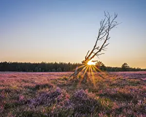 Typical heath landscape with flowering heather at sunset