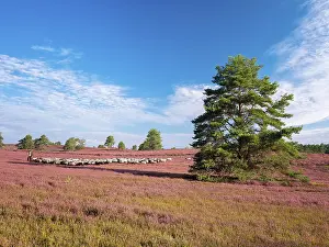 Framed Print : Typical heathland on Brunsberg with blooming heather and flock of sheep with shepherds