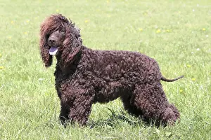 Typical Irish Water Spaniel in the spring garden