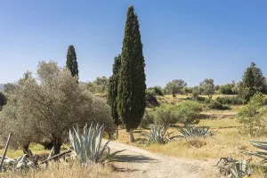 Typical landscape with pine trees and olive groves in south-central Crete near the villages Pitsidia and Matala