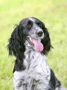 Typical large Munsterlander (Continental Pointing Dog) in the public park