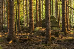 Typical spruce forest with large boulders in the last evening light