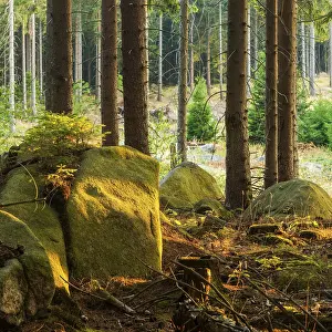 Typical spruce forest with large boulders in the last evening light