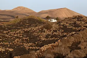 Typical vineyards in dry cultivation in volcanic ash