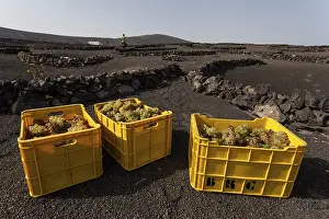Typical vineyards in dry cultivation in volcanic ash