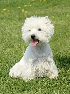 Typical West Highland White Terrier on a green grass lawn