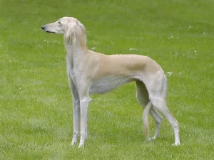 Typical white Saluki dog on a green grass lawn