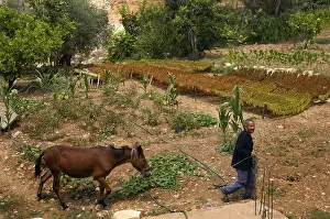 Tyre, Lebanon. July 16th 2010 A Lebanese farmer leads his horse through his tobacco field