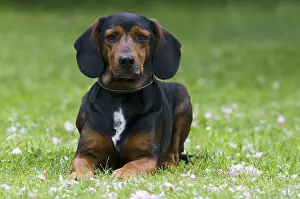 Tyrolean Hound, hound dog, Tyrol, Austria, Europe