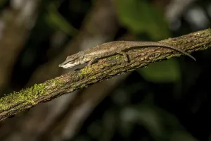 Uetz Vetchling Chameleon (Calumma uetzi)