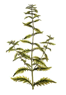 Ufer-Wolfstrapp, Lycopus europaeus