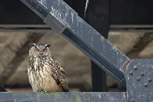 Uhu (Bubo bubo), Eagle Owl, Altvogel
