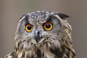 Uhu, Bubo bubo, Eurasian Eagle Owl