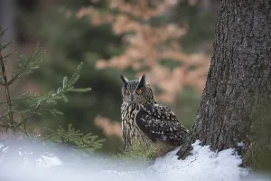Uhu, Bubo bubo, Eurasian eagle-owl