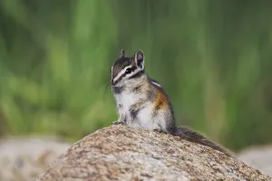 Uinta Chipmunk (Tamias umbrinus)