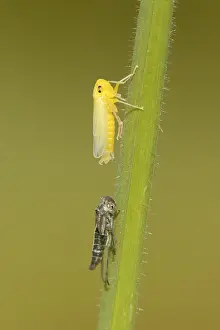Uitsluipende Groene cicade, emerging Green leafhopper