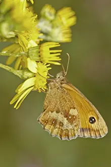 UK Berkshire Gatekeeper Butterfly