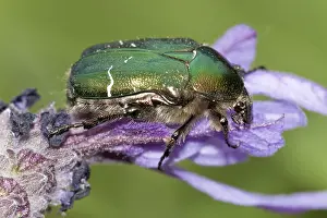 UK Berkshire Rose Chafer Beetle, UK