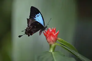 Ulysses butterfly (Papilio ulysses)