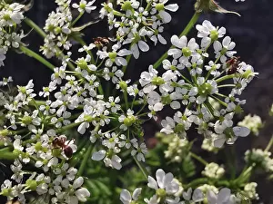 Umbellifers (apiaceae) with white flowers and three ants (formicidae)