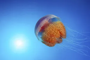 Umbrella jellyfish or scyphozoans (Scyphozoa)
