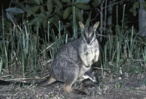 Unadorned Rock-wallaby (Petrogale inornata)