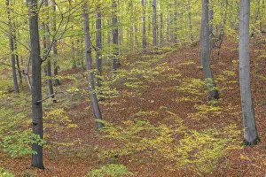 Undergrowth and new shoots in deciduous forest with European beech (Fagus sylvatica)
