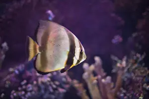 Undersea world coral reef with exotic fishes