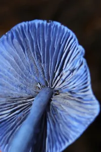 Underside of blue toadstool, Entoloma hochstetteri