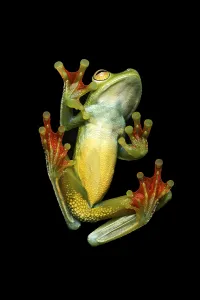 Underside, neotropical palm tree frog (Hypsiboas pelluscensa)