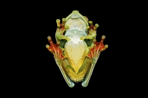 Underside, neotropical palm tree frog (Hypsiboas pelluscensa)