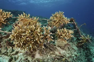 Category Wildlife DE Prints: Underwater coral nursery to promote reef growth