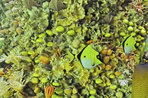 Framed Print : Underwater coral reef sea life full of living creatures