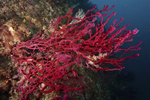 Underwater image shows dense, red coral structures