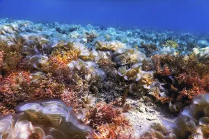 Underwater landscape reef with algae