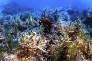 Underwater landscape reef with algae