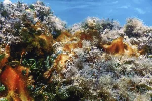 Underwater landscape reef with algae