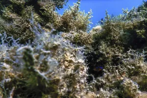 Underwater landscape reef with algae
