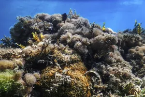 Underwater landscape reef with algae