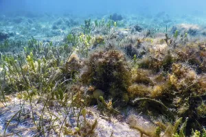 Underwater landscape reef with algae