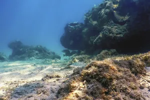 Underwater landscape reef with algae