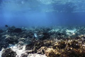 Underwater landscape reef with algae