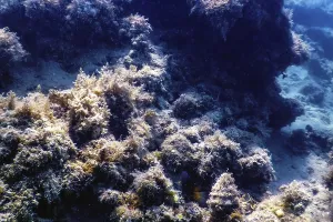 Underwater landscape reef with algae