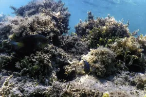 Underwater landscape reef with algae