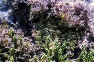 Underwater landscape reef with algae