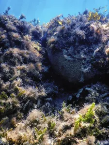 Underwater landscape reef with algae