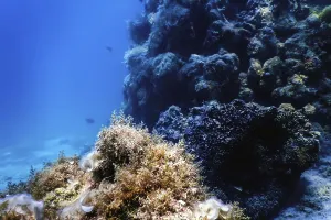 Underwater landscape reef with algae