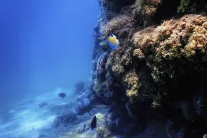Underwater landscape reef with algae