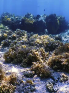 Underwater landscape reef with algae