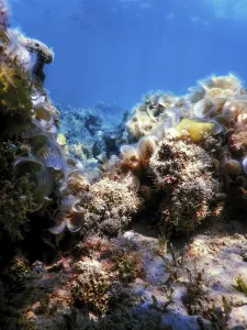 Underwater landscape reef with algae